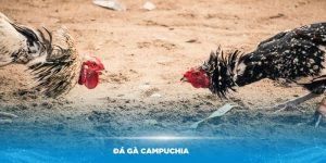 Đá Gà Campuchia - Khám Phá Hình Thức Cá Cược Hấp Dẫn